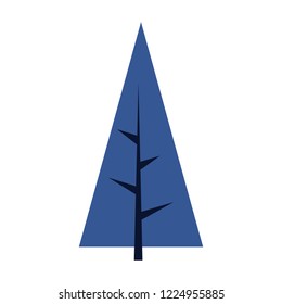 pine tree plant on white background