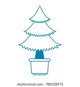 pine tree plant in pot