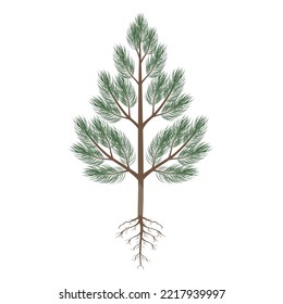 Pine tree with roots on a white background.