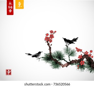 Pine tree, sakura cherry tree in blossom and little black birds on white background. Traditional oriental ink painting sumi-e, u-sin, go-hua. Contains hieroglyphs - eternity, freedom, happiness, east