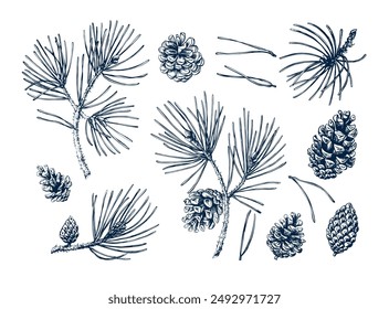 In: Pine Tree Set. Zweig botanische Handgezeichnete Isolierte Vektorillustration. Zedernskizze Vorlage für Kartendesign Weihnachtsmusiken Einladung, Verpackung, Poster, Party, Urlaub Dekor. Gravurstil Kollektion