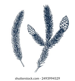 Pine tree set. Twig botanical hand drawn Isolated vector illustration. Cedar sketch template for card design Christmas invitation, packaging, poster, party, holiday decor. Engraving style collection