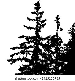 A pine tree in silhouette