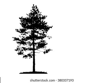 Pine Tree Silhouette