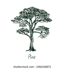 Pine tree silhouette, hand drawn doodle, sketch, black and white vector illustration