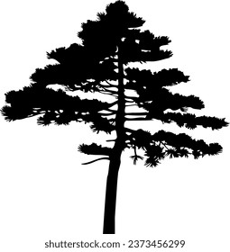 Pine tree silhouette isolated on white background. Vector Illustration.