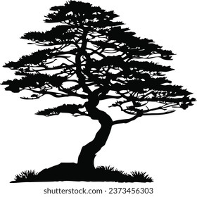 Silhouette de pino aislada en un fondo blanco. Ilustración vectorial.