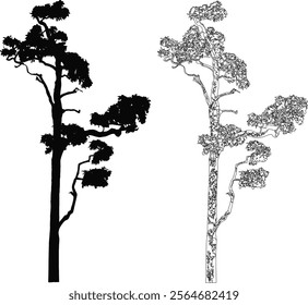 Pine Tree Silhouette and Line Art Illustration on White Background