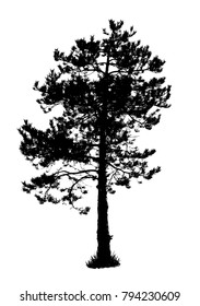 Pine tree silhouette, vector illustration isolated on white