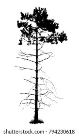 Pine tree silhouette, vector illustration isolated on white