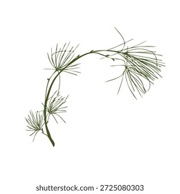 Pinheiro simples ramo Ilustração isolada em branco. Galho de abeto verde. Pinho árvore primavera desenhado à mão ilustração vetor para decoração de inverno, impressão de feriados, adesivos