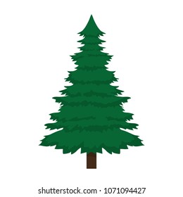 pine tree with stalk and leaves branches