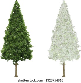 Pine tree in summer and winter isolated 
