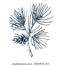 Ramita de pino botánico dibujado a mano Ilustración vectorial aislada. Plantilla de boceto de cedro para Navidades de diseño de tarjetas invitación, embalaje, etiqueta, cartel, fiesta, decoración de vacaciones. Anuncio estilo grabado
