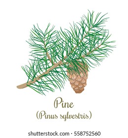 Pine tree twig with a cone. Green Branch of Pinus sylvestris. Vector illustration for label, poster, spa, design, cosmetics, natural health care products. Can be used as logo, price tag, label.