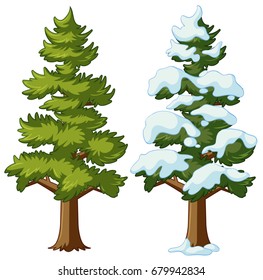 Pine tree in two seasons illustration