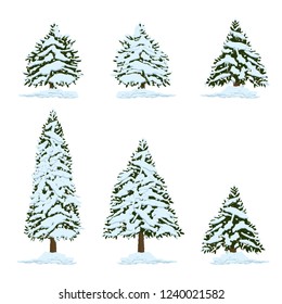 Pine tree under snow illustration. Vector.