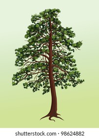 pine tree vector