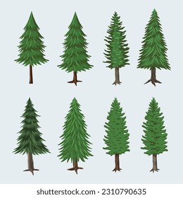 Pine tree vector by hand drawing. Pine tree vector on white background.  Birch, pine, fir-tree. Vector Pine tree by hand drawing.