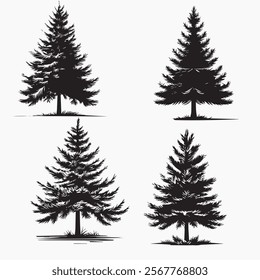 pine tree vector illustration image