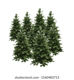 pine tree vector illustration isolated on white background. Realistic pine tree illustration.  