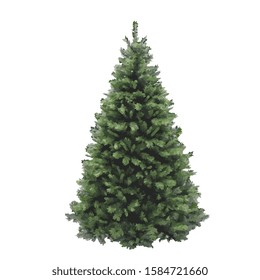 pine tree vector illustration isolated on white background. Realistic pine tree illustration. Vector element for creating your design and illustrations. Winter tree.