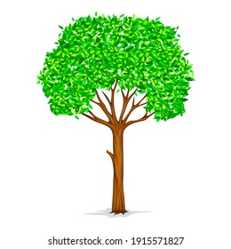 Pine Tree Vector isolated on White Background