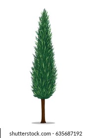 Pine tree vector on white background.Pine tree by hand drawing.