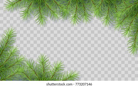 Pine tree vector spruce border. Branches of fir tree transparent background. Corner composition