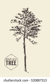 Pine tree vintage illustration, engraved style, hand drawn, sketch