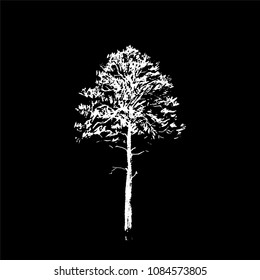 Pine tree. White line drawing Isolated on black Background. Hand drawn vector illustration. Pencil sketch.