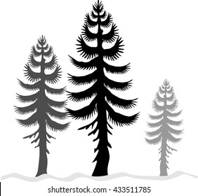 Pine trees