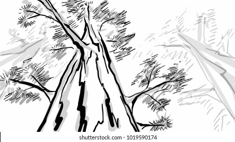 Pine Trees Black And White Vector Sketch. Bottom View. Forest. Simple Drawing.