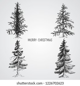 Pine trees. Christmas trees realistic hand drawn vector set, isolated over white