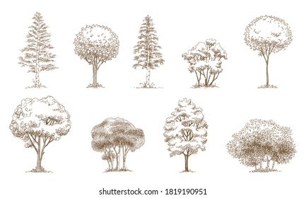 Pine trees Christmas trees realistic hand drawn vector set, isolated over white.