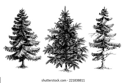 Pine trees / Christmas trees realistic hand drawn vector set, isolated over white