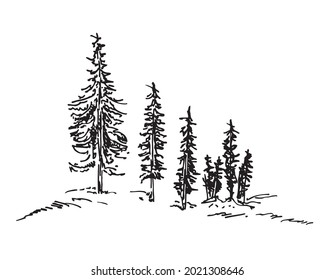 Pine trees. Christmas trees sketch. Collection of black and white fir. Vector silhouette of detailed Spruce forest.