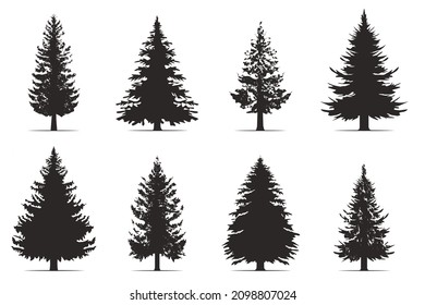 Pine trees collection. Conifer tree silhouettes on the white background Collection. Bundle of trees.