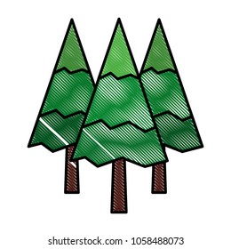 pine trees forest botanical natural flora