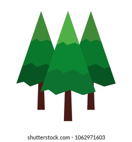 pine trees forest natural scene