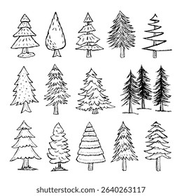 Pine trees, hand-drawn. Forest, nature, evergreen, sketch tree vector.