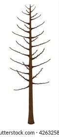 Pine trees isolated.Tree in garden and icon.