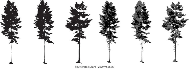 pine trees set ilustration vector