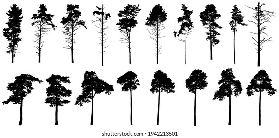 Pine Trees Silhouette Isolated, Set. Coniferous Forest. Vector Illustration.