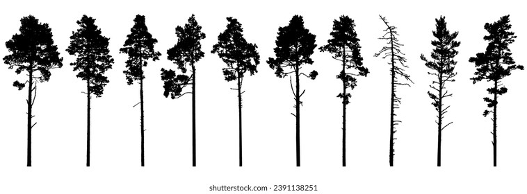 Pine trees silhouette isolated, set. Coniferous forest. Vector illustration.