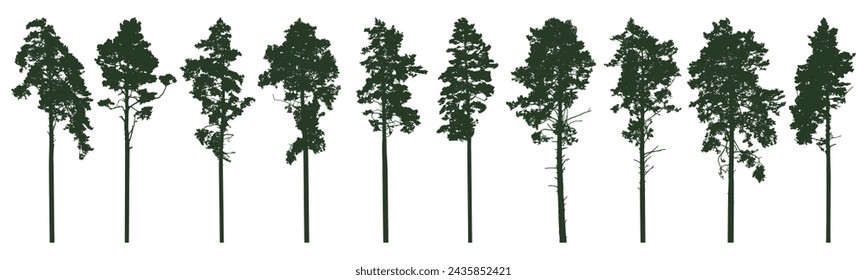 Pine trees silhouette isolated, set. Coniferous forest. Vector illustration.