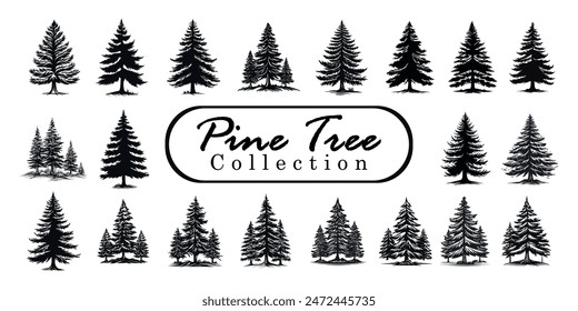 Pine trees silhouettes or fir trees collection set. Vintage Set of silhouettes of pine trees. vector spruce tree, ink plant sketch, hand drawing, black silhouette Vector Illustration 