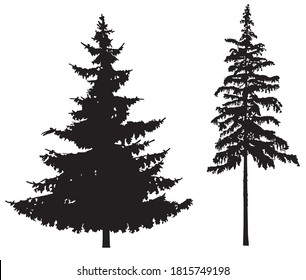 Pine trees - Silhouettes isolated on white - Vector.