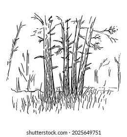 Pine trees sketch. Quick painting of nature, forest landscape. Hand-drawn outline. Isolated. Vector illustration.