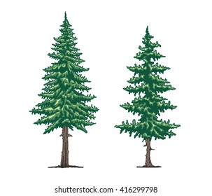 Pine Trees Vector
